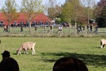 PhotoRinha_DorpsloopAchterveld2026_LR_FB-6850.jpg